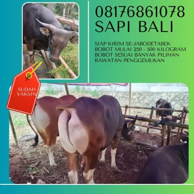 01-Jual20250429-053627-sapibalimurah50.webp