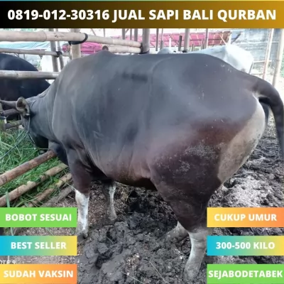 01-Jual20250515-054136-sapibaliqurban15.webp
