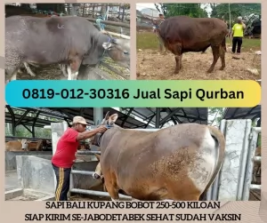 02-Jual20250113-090513-sapiqurbanmurah10.webp