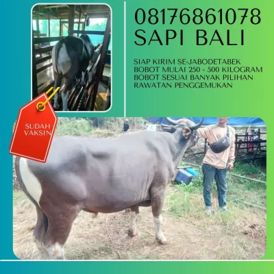 03-Jual20250412-093624-sapibaliqurban47.webp