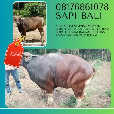 06-Jual20250112-080844-sapiqurbanmurah43.webp