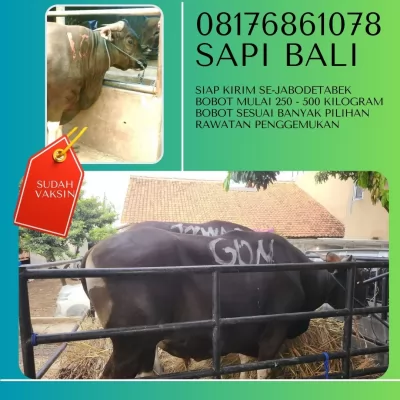 06A-Harga20250118-080451-sapiqurbanmurah25.webp
