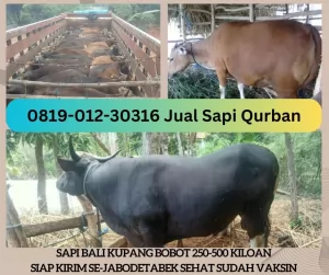 07-Jual20250115-090035-sapiqurbanmurah12.webp