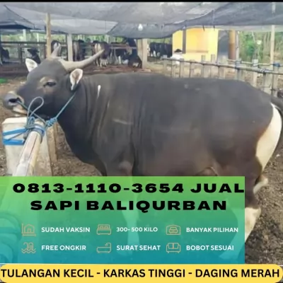 07-jual20250105-084546-hewanqurbanmurah1.webp