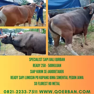 08-Jual20250428-110317-sapibaliqurban5.webp
