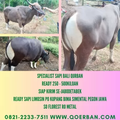 10-Jual20250428-091852-sapibaliqurban2.webp