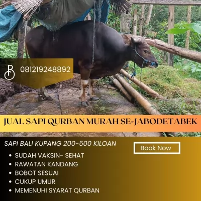 Akmal-10Jual20250110-101317-sapiqurbanmurah31.webp
