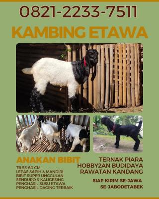 jual anakan domba merino murah di jakarta