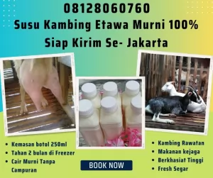 Hendi-01-Jual20250120-055239-jualsusukambingetawa10.webp