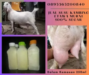 Iyus-03-Jual20250121-084015-jualsusukambingetawa4.webp