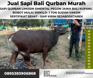 Jak-Bar20250410-055943-jualsapiqurbanmurah66.webp