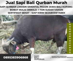 Jak-Bar20250420-054024-jualsapiqurbanmurah63.webp
