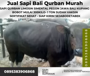 Jak-Bar20250430-040648-jualsapiqurbanmurah65.webp
