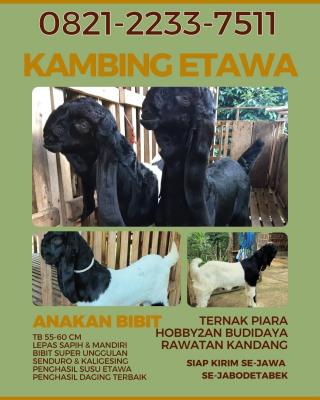 jual anakan kambing etawa murah di jakarta