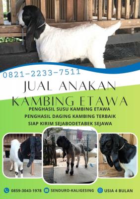 jual anakan kambing etawa murah di bogor