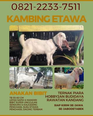 jual anakan kambing etawa murah di jakarta