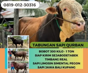 Tabungan20250129-092523-sapikurbanmurah2.webp
