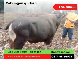 Tabungan20250130-024928-hargasapimurah6.webp
