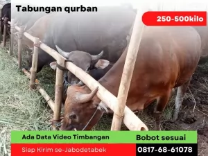 Tabungan20250130-052943-hargasapimurah5.webp