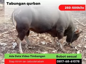 Tabungan20250130-054154-hargasapimurah8.webp
