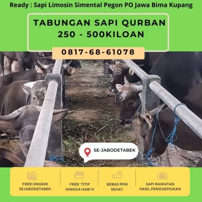 Tabungan20250130-105800-jualsapimurah7.webp