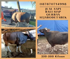 bogor20250409-043935-jualsapibaliqurban2.webp