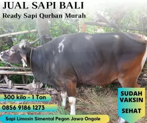bogor20250409-044606-jualsapibalimurah1.webp