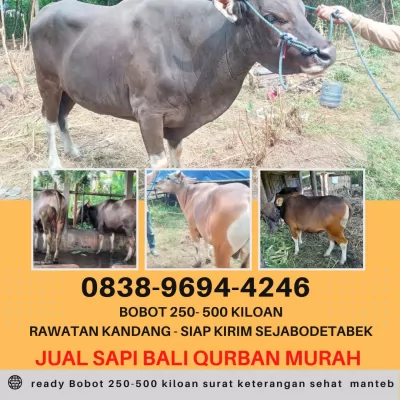 bogor20250409-045414-jualsapibalimurah1.webp