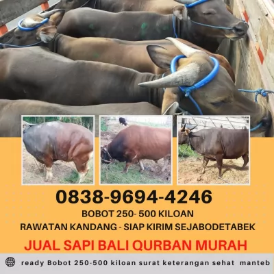 bogor20250411-062804-jualsapibalimurah5.webp