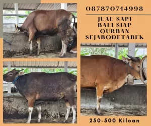 bogor20250415-092735-jualsapibaliqurban5.webp
