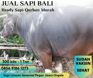 bogor20250415-101031-jualsapibalimurah3.webp