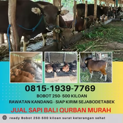 bogor20250415-102309-jualsapibaliqurban2.webp