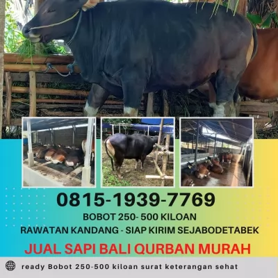 bogor20250417-061021-jualsapibaliqurban4.webp