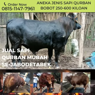 jual20250401-080005-jualsapikurban5.webp
