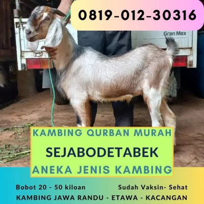jual20260429-114318-3.webp