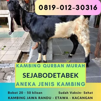 jual20260429-114537-5.webp