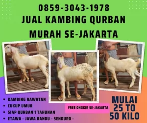 jual20260430-051058-1.webp