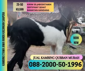 jual20260430-053708-1.webp