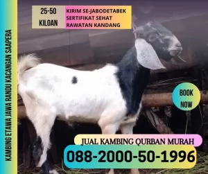 jual20260501-023149-5.webp