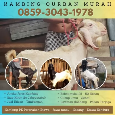 jual20260501-044909-2.webp