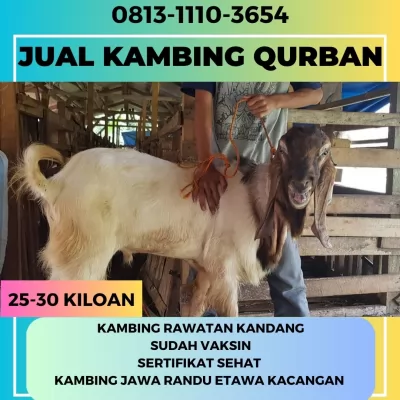 jual20260501-053836-1.webp