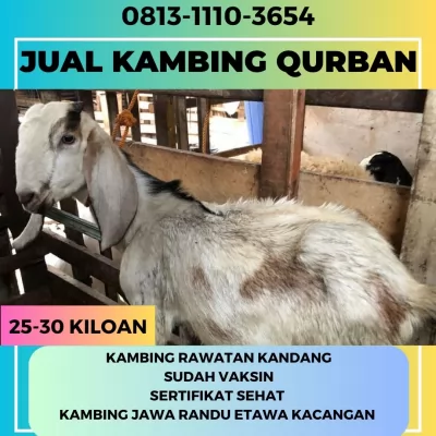 jual20260501-053909-4.webp