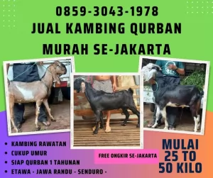 jual20260501-072308-4.webp