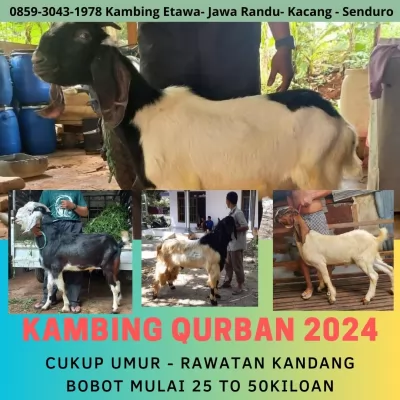 jual20260501-073731-3.webp