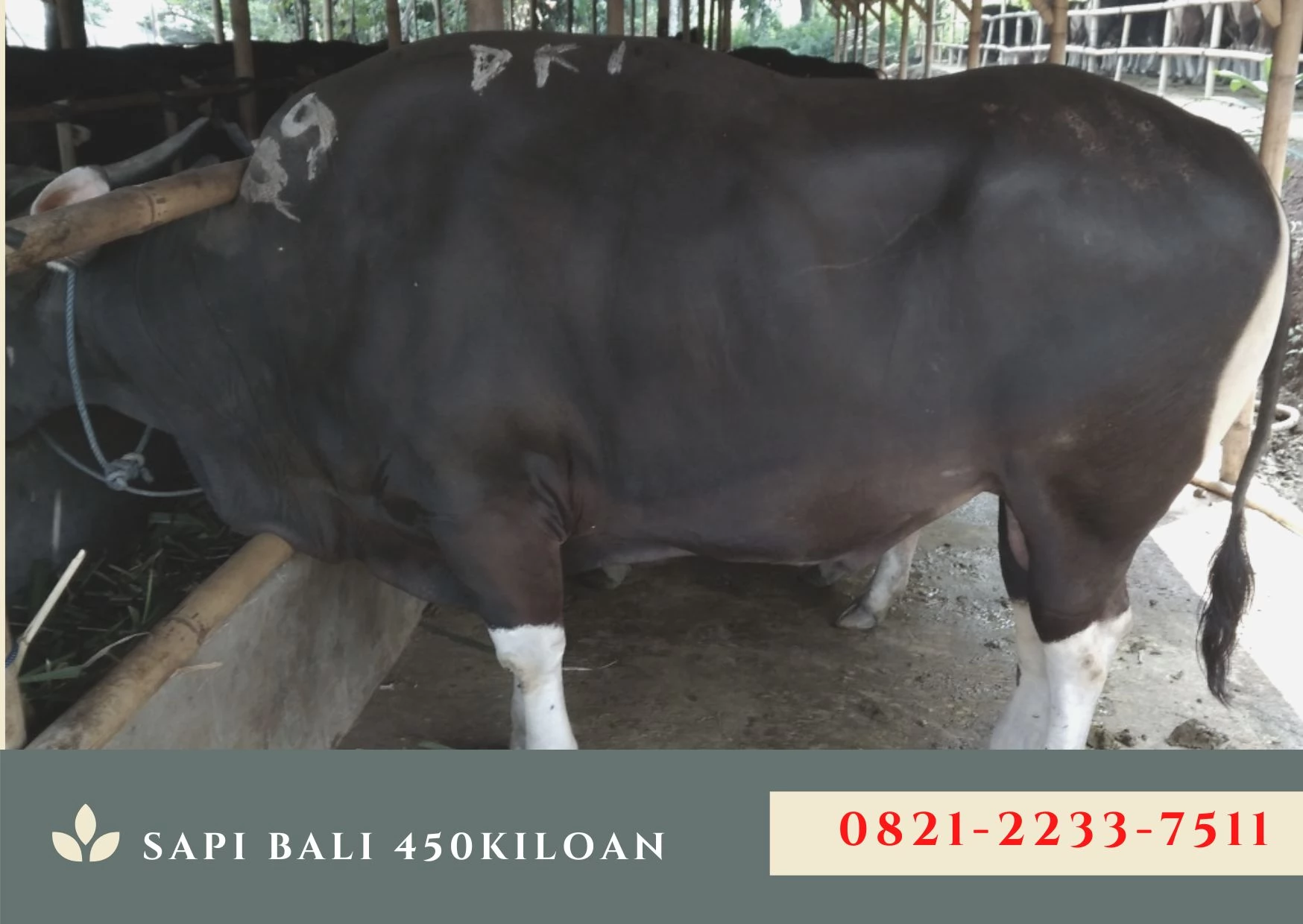 jual sapi qurban murah di jakarta timur